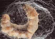chenille