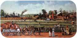 culture du coton
